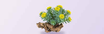 Rhodiola rosea