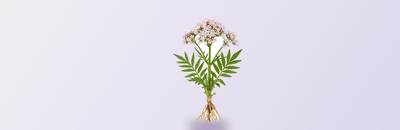 valerian