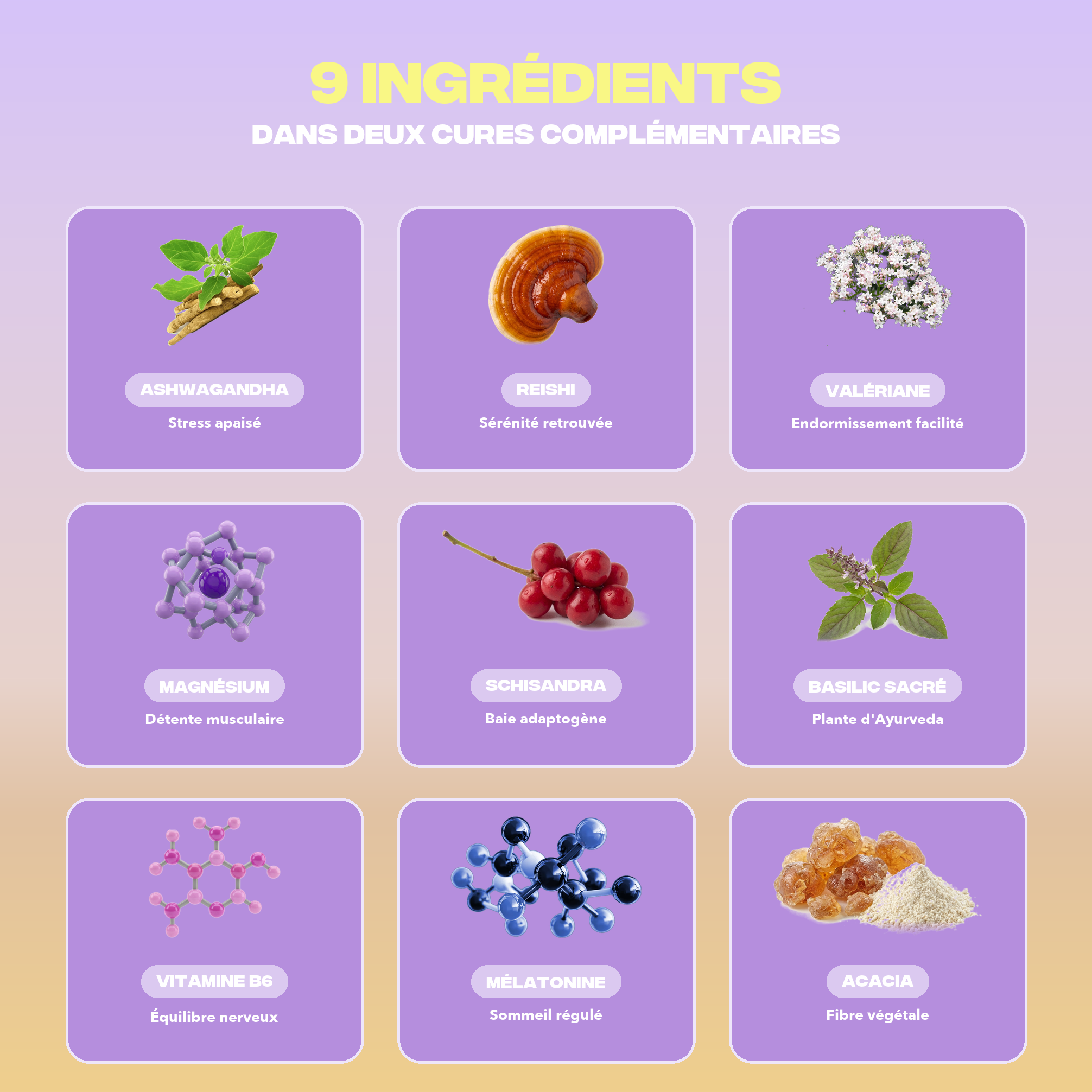 Les 9 ingredients du Pack Relaxation Mush n Go : ashwagandha, reishi, valeriane, bisglycinate de magnesium, schisandra, basilic sacre, vitamine B6, melatonine et fibre d'acacia