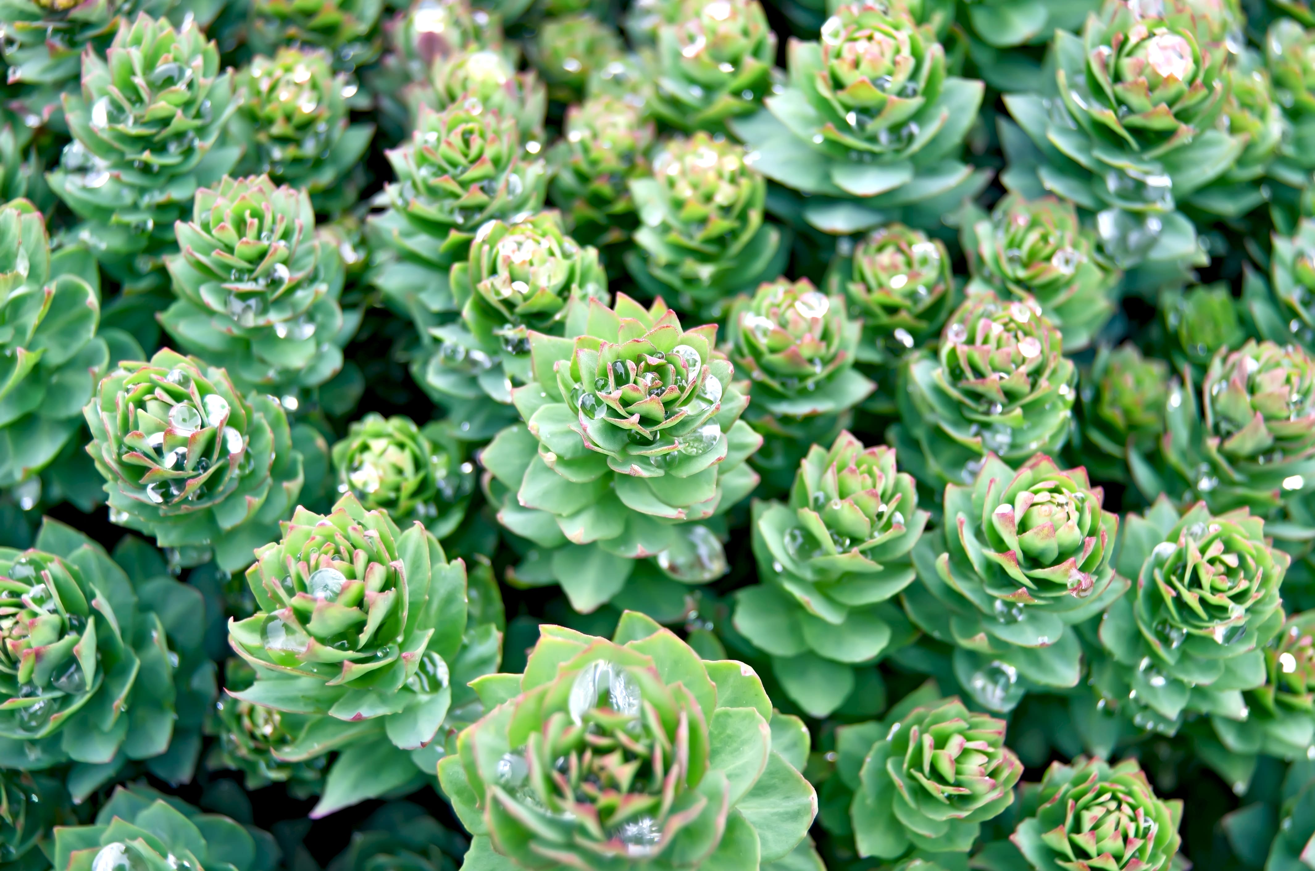 Rhodiola