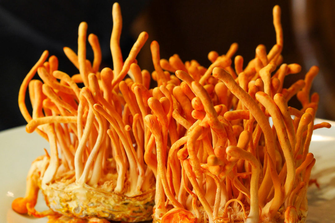 Cordyceps