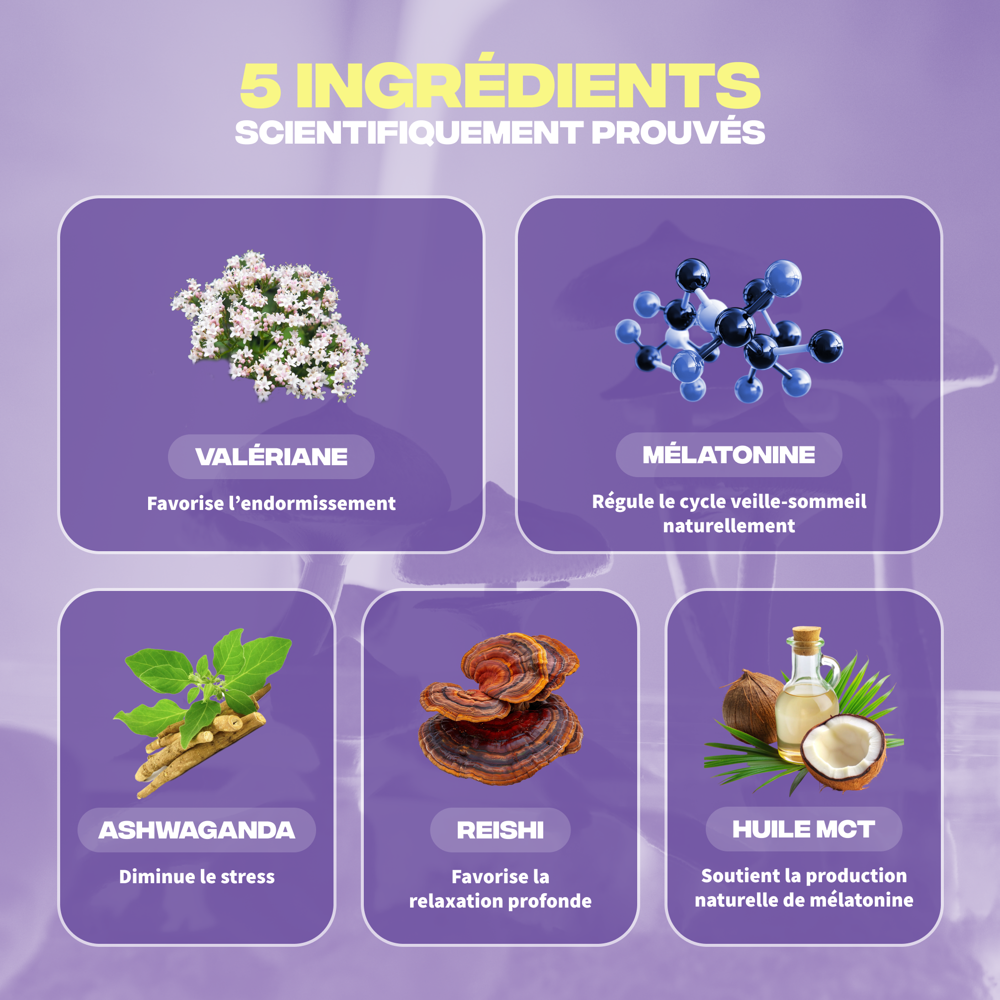 Ingrédients Sommeil+ Mush n Go - Valériane, Mélatonine, Ashwagandha, Reishi et Huile MCT scientifiquement prouvés