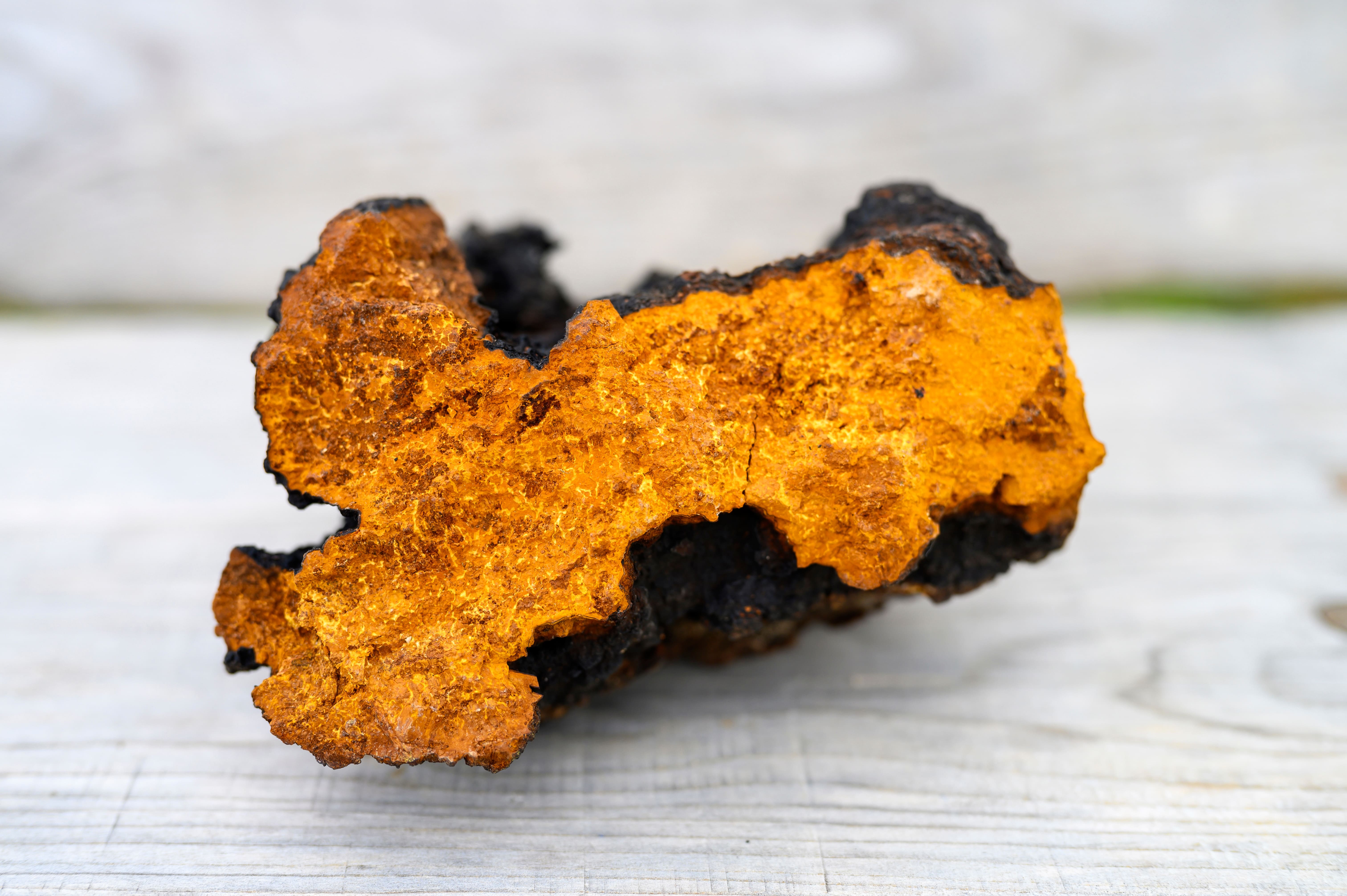 Chaga