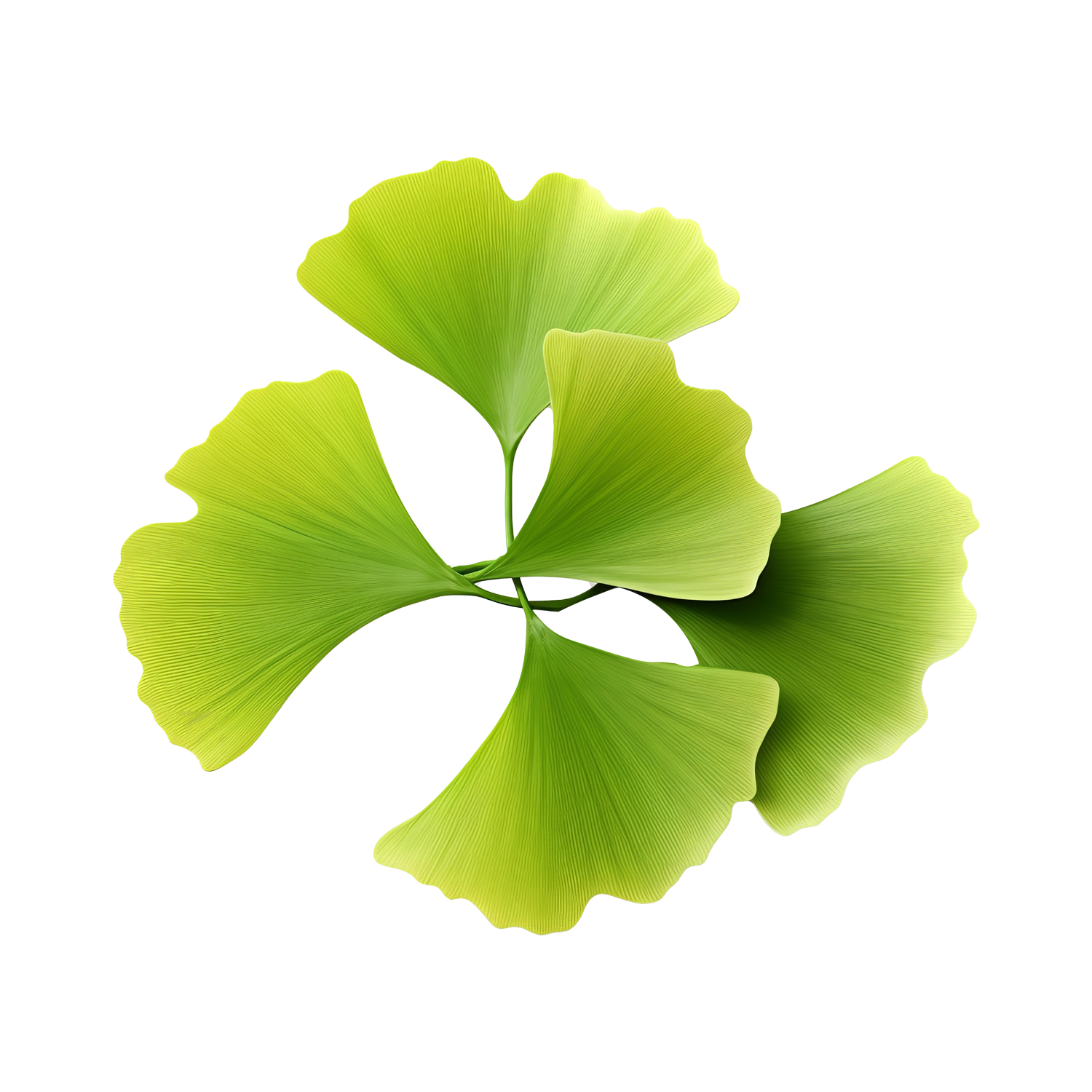 Ginkgo Biloba