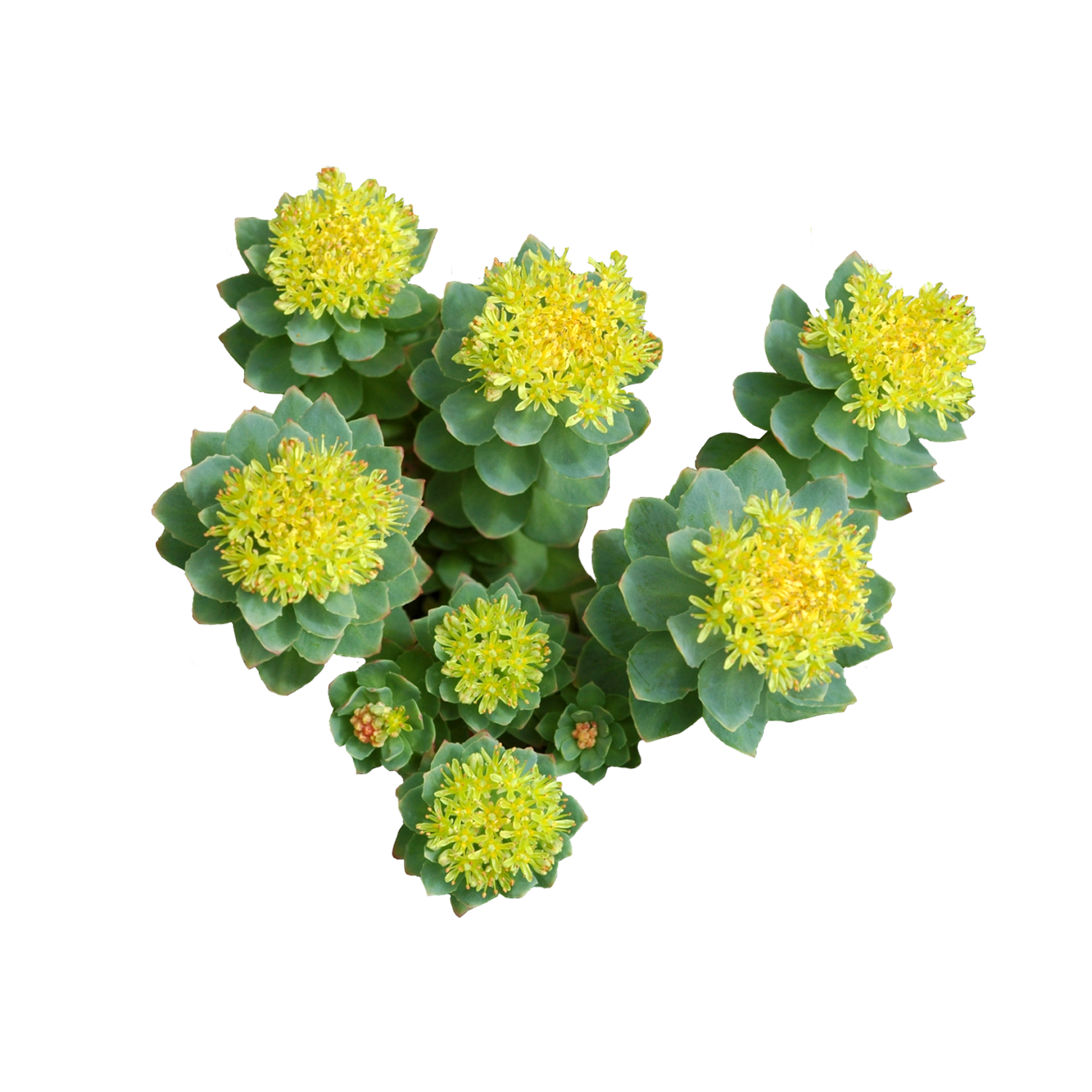 Rhodiola