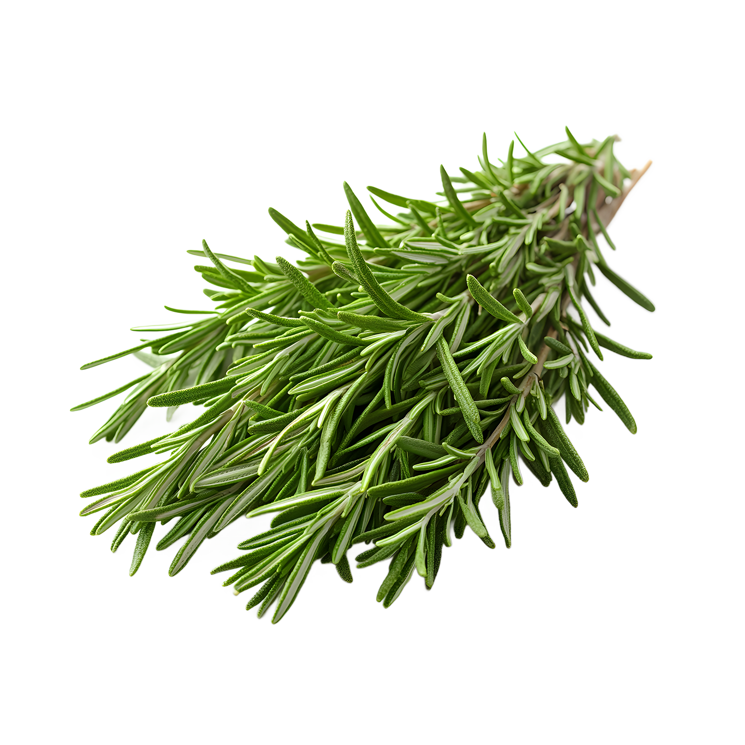 Romarin