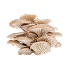 Pleurote