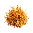 Cordyceps
