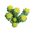 Rhodiola