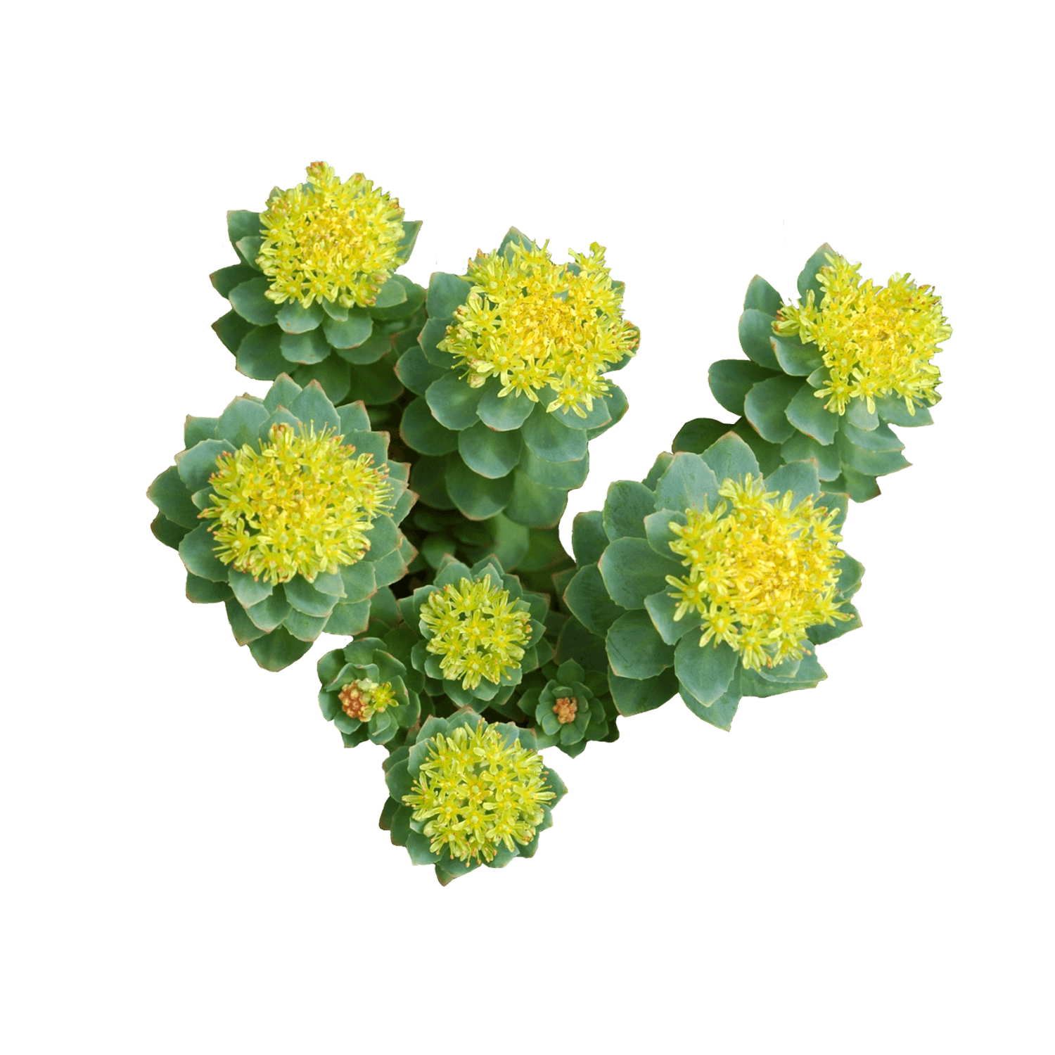 Rhodiola Rosea