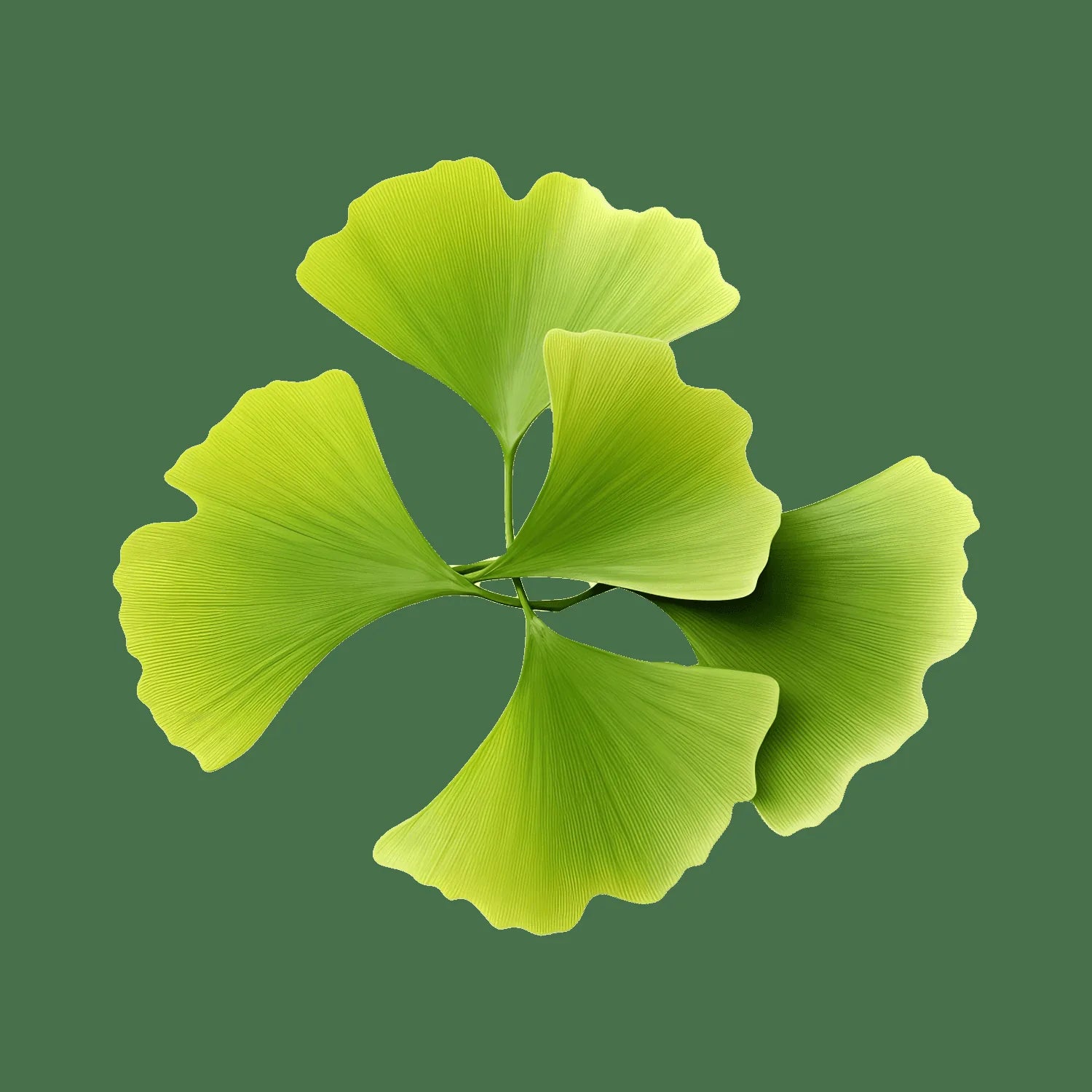 Ginkgo Biloba