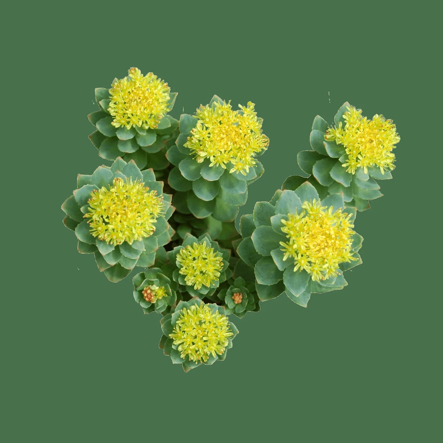 Rhodiola Rosea