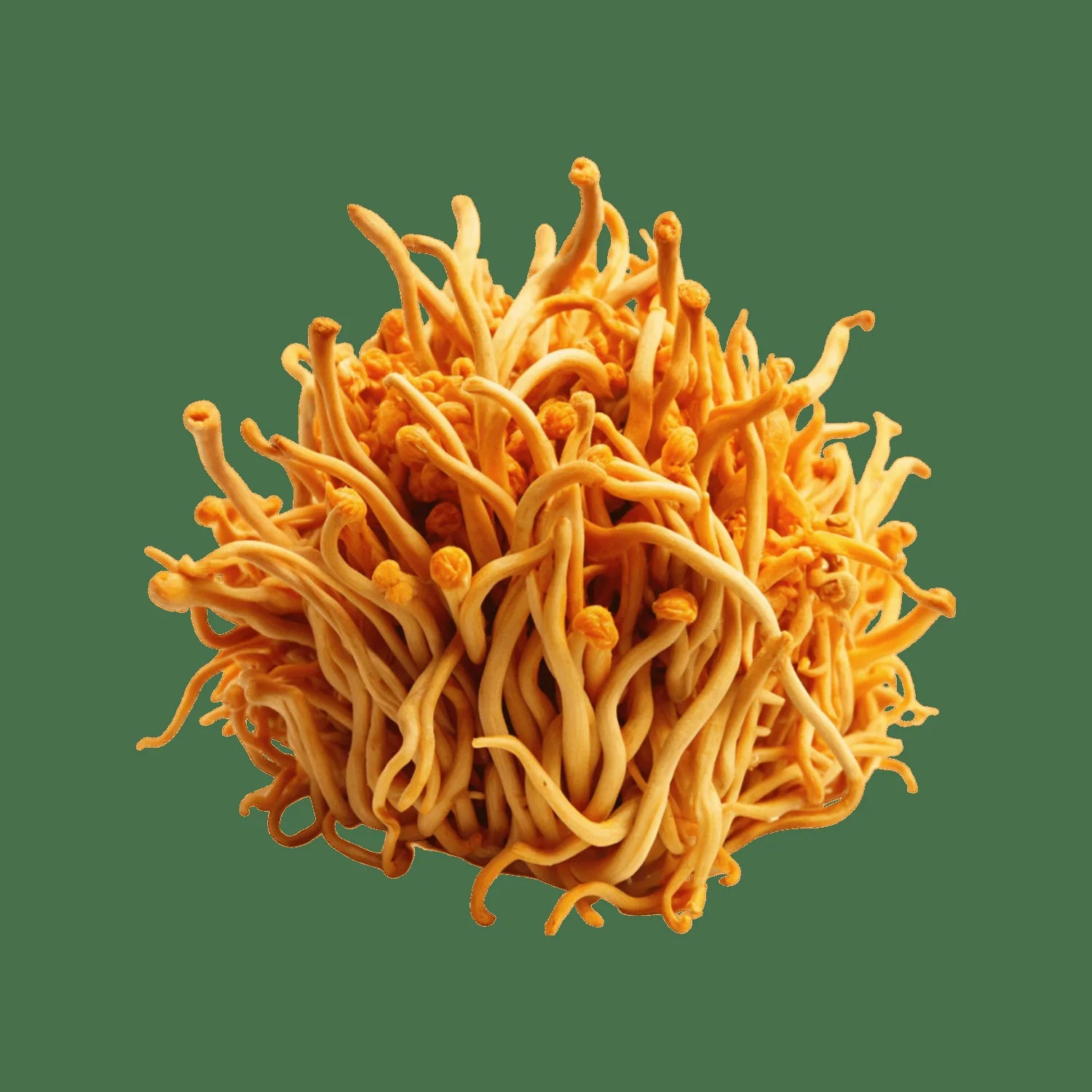 Cordyceps