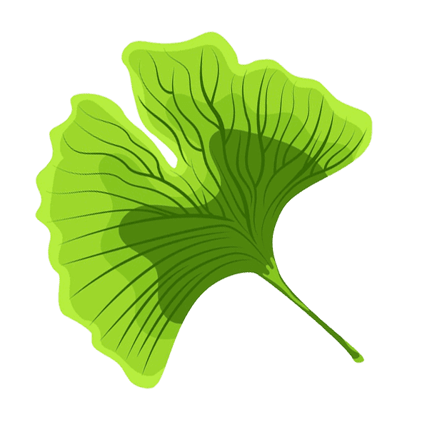 Ginkgo Biloba