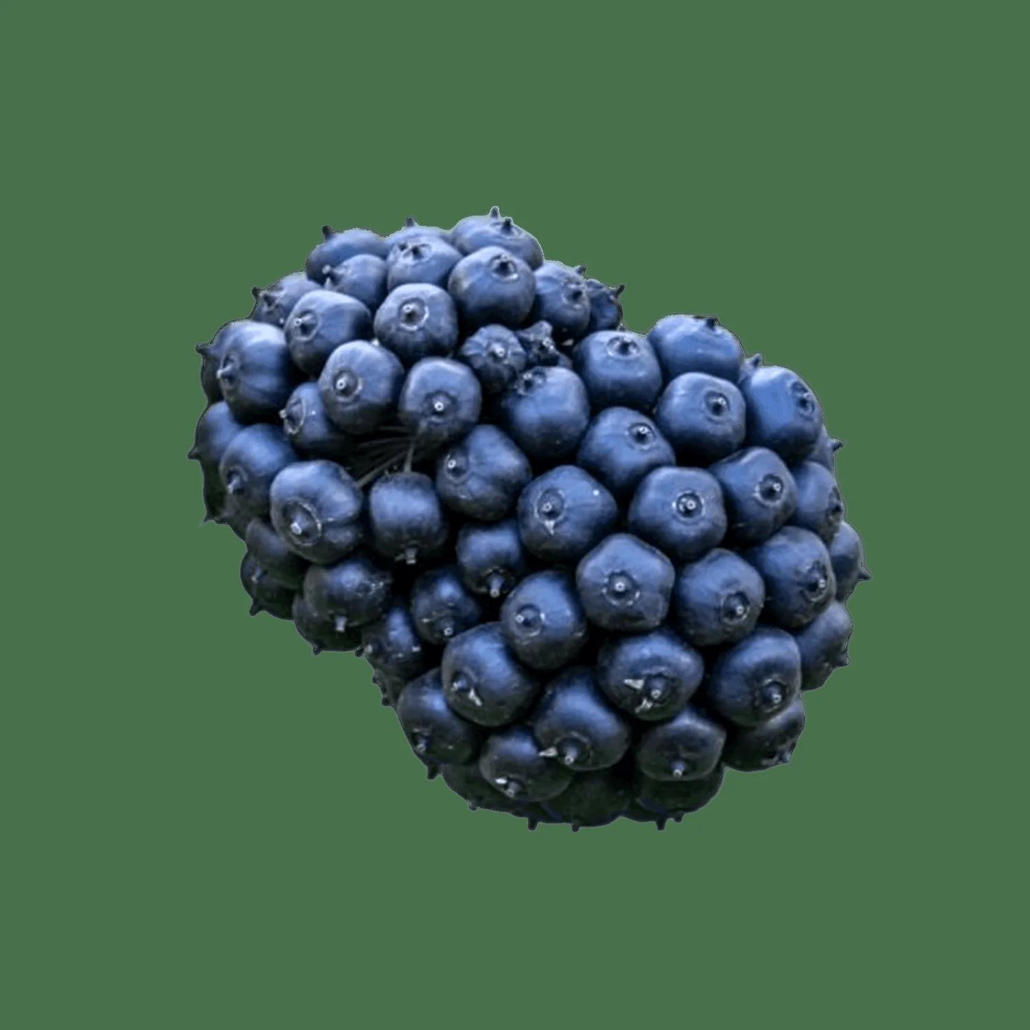 Ginseng de Sibérie