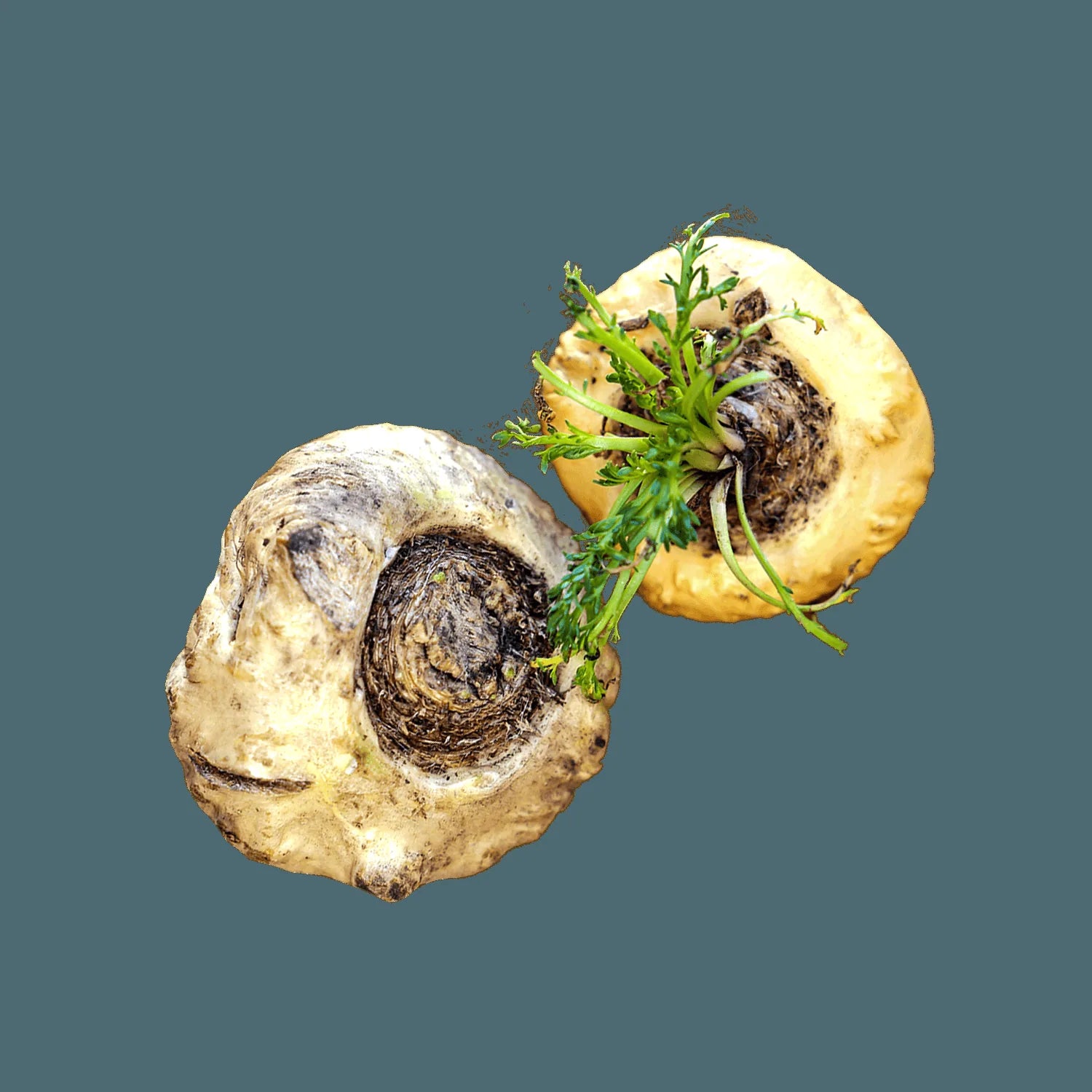 Maca