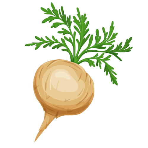 Maca