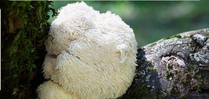 Lion's mane, sur un tronc