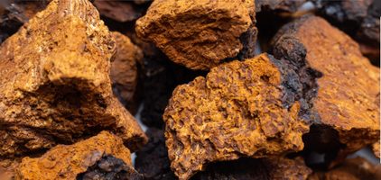 Morceaux de chaga