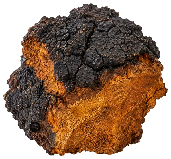 Chaga