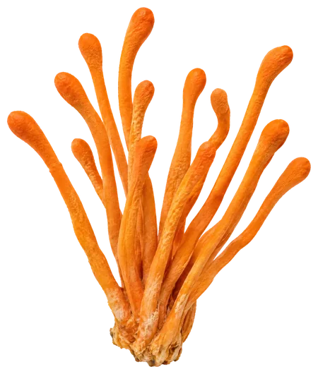 Cordyceps